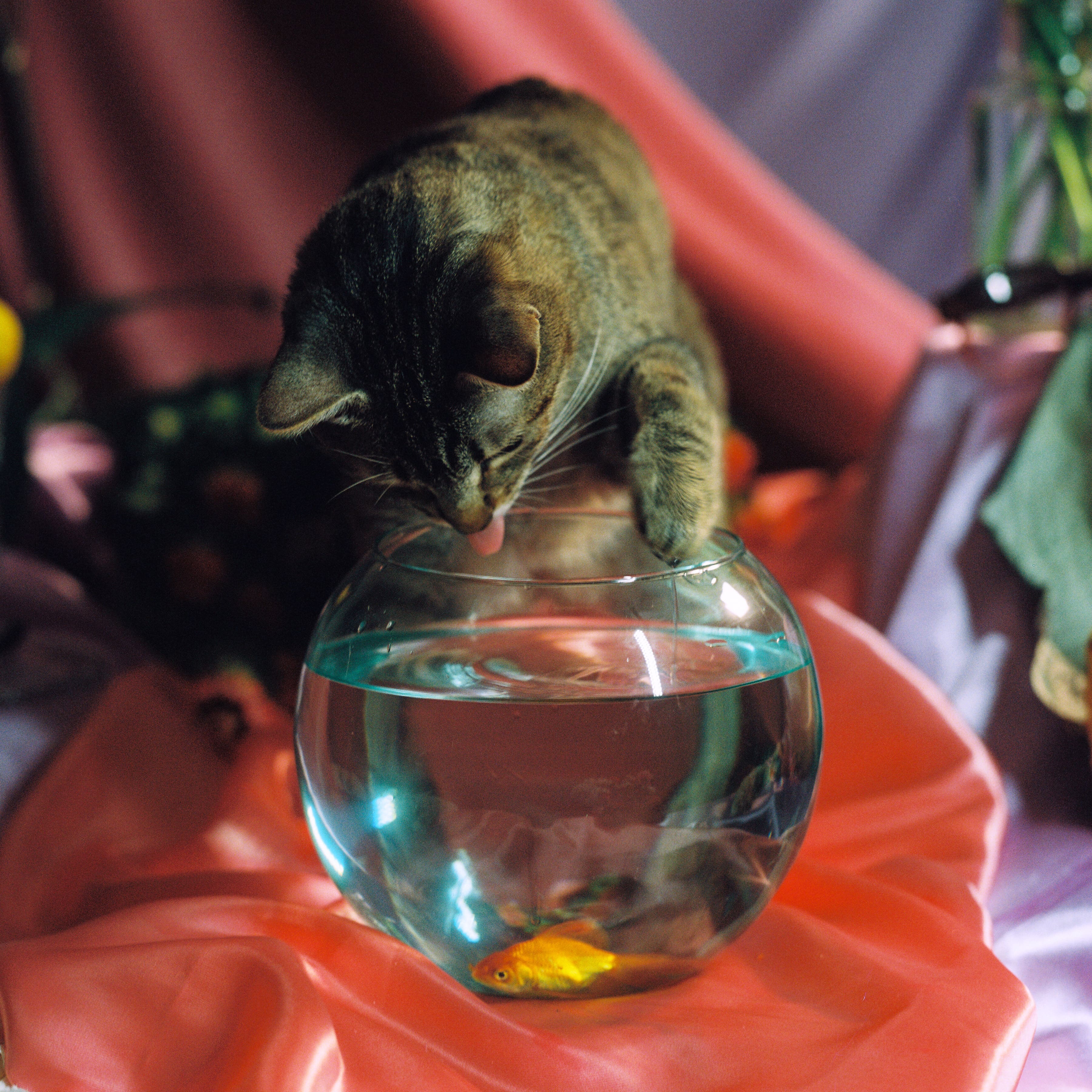 Supersilverhaze comparte «Nuevo Plano», segundo adelanto de su álbum debut A Pesar de Todo